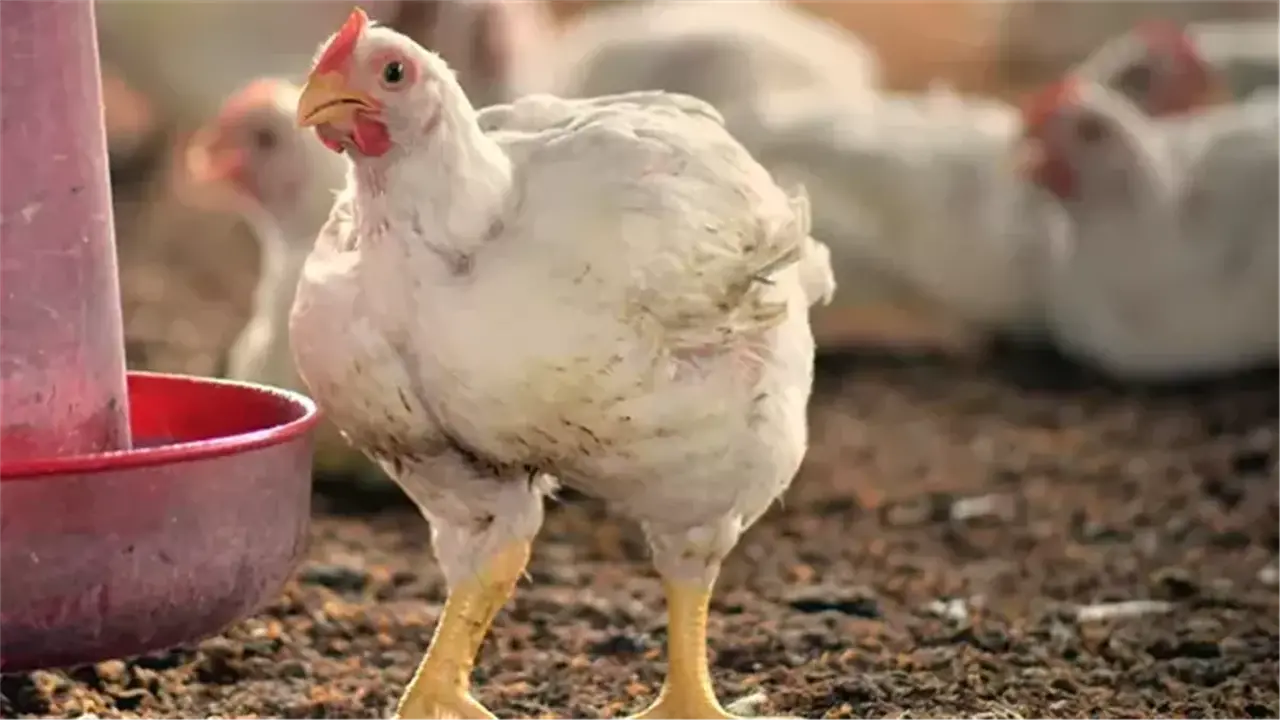 تحديثات الأسعار.. بورصة الدواجن تعلن تكلفة الفراخ البيضاء في تعاملات السبت بالأسواق المحلية